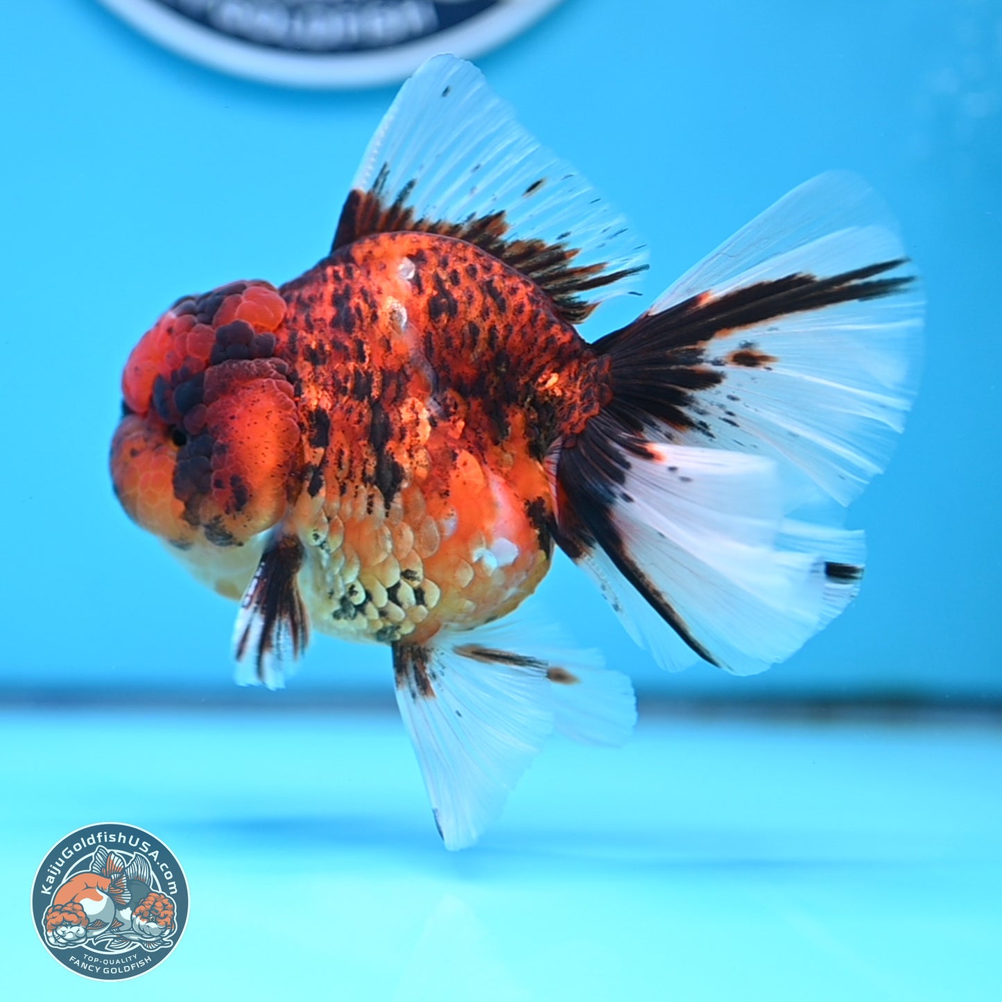 Tiger Rose Tail Oranda 3.5 inches Body - Male (250314_OR13)