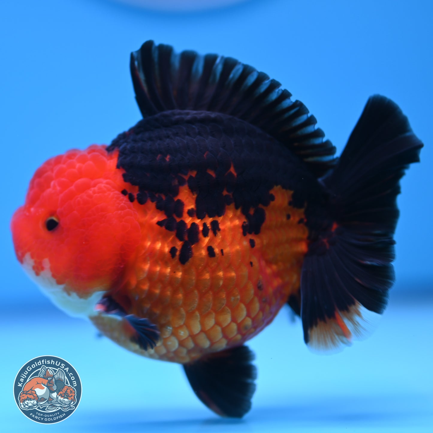 Apache YuanBao Oranda 4 inches (241018_OR13) - Kaiju Goldfish USA