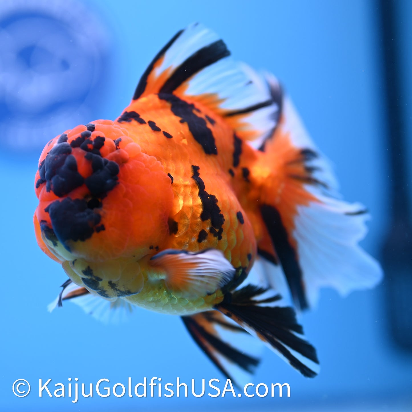 Tiger Rose Tail Oranda 3.8in Body (240628_OR13) - Kaiju Goldfish USA