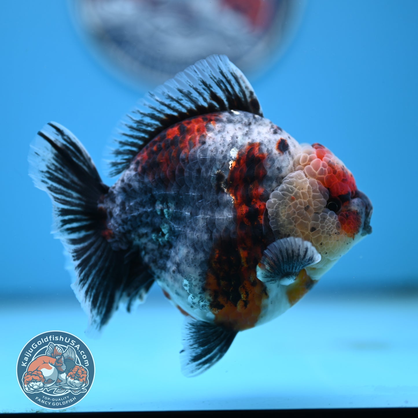 Blue Based Oranda 4 inches Body (250516_OR13)