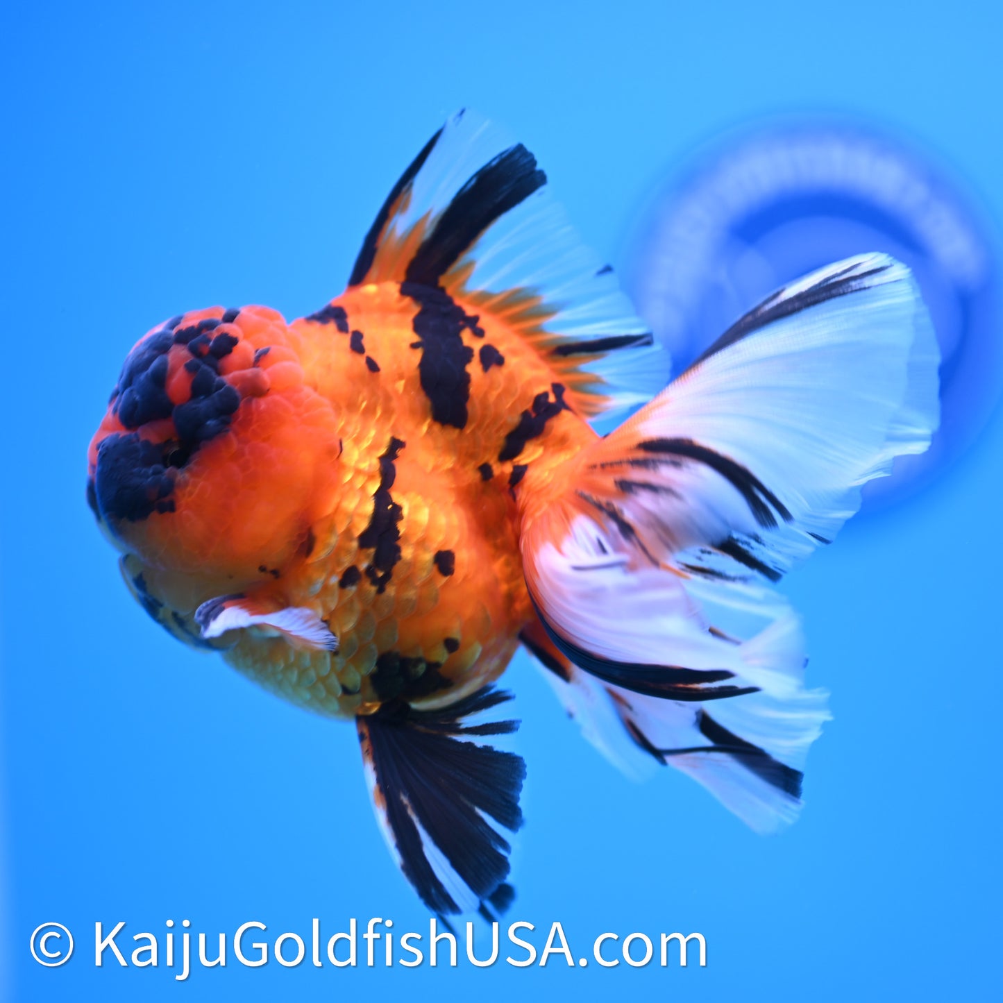 Tiger Rose Tail Oranda 3.8in Body (240628_OR13) - Kaiju Goldfish USA