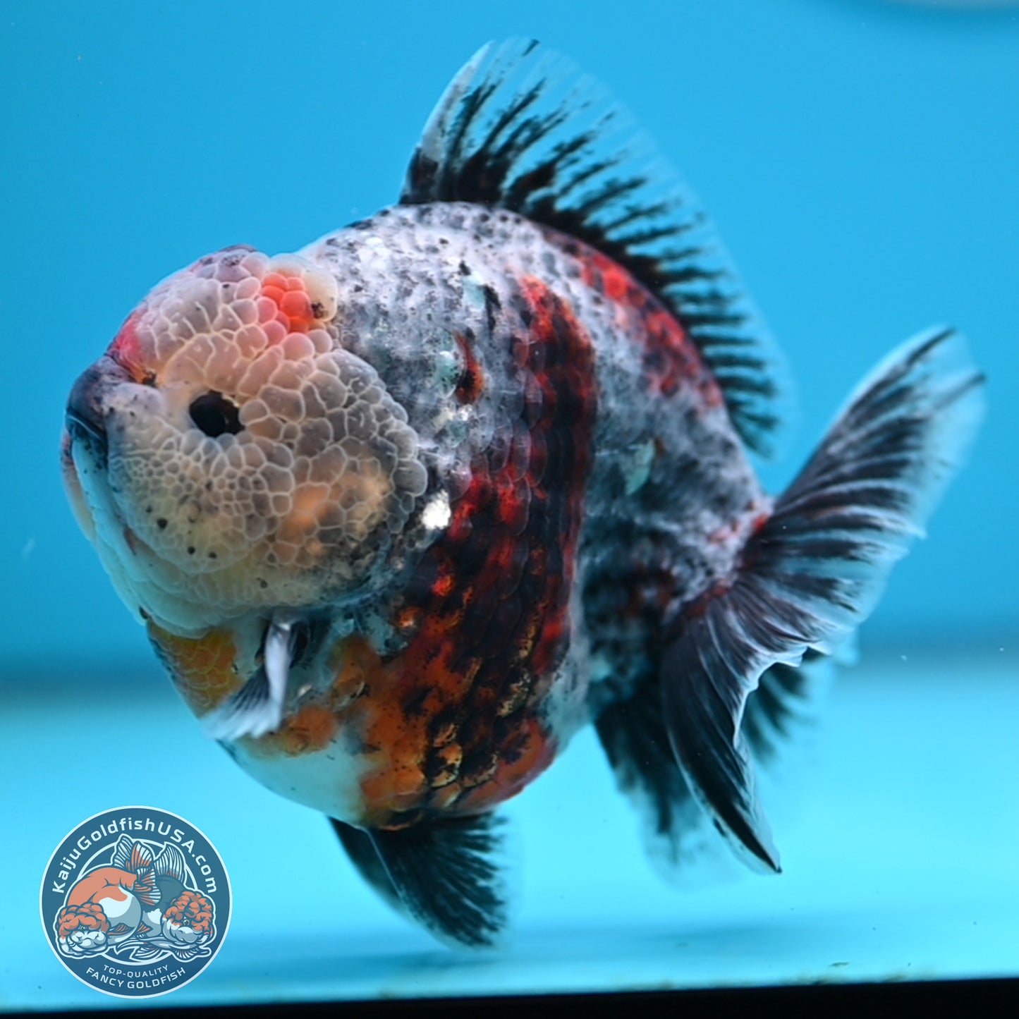 Blue Based Oranda 4 inches Body (250516_OR13)