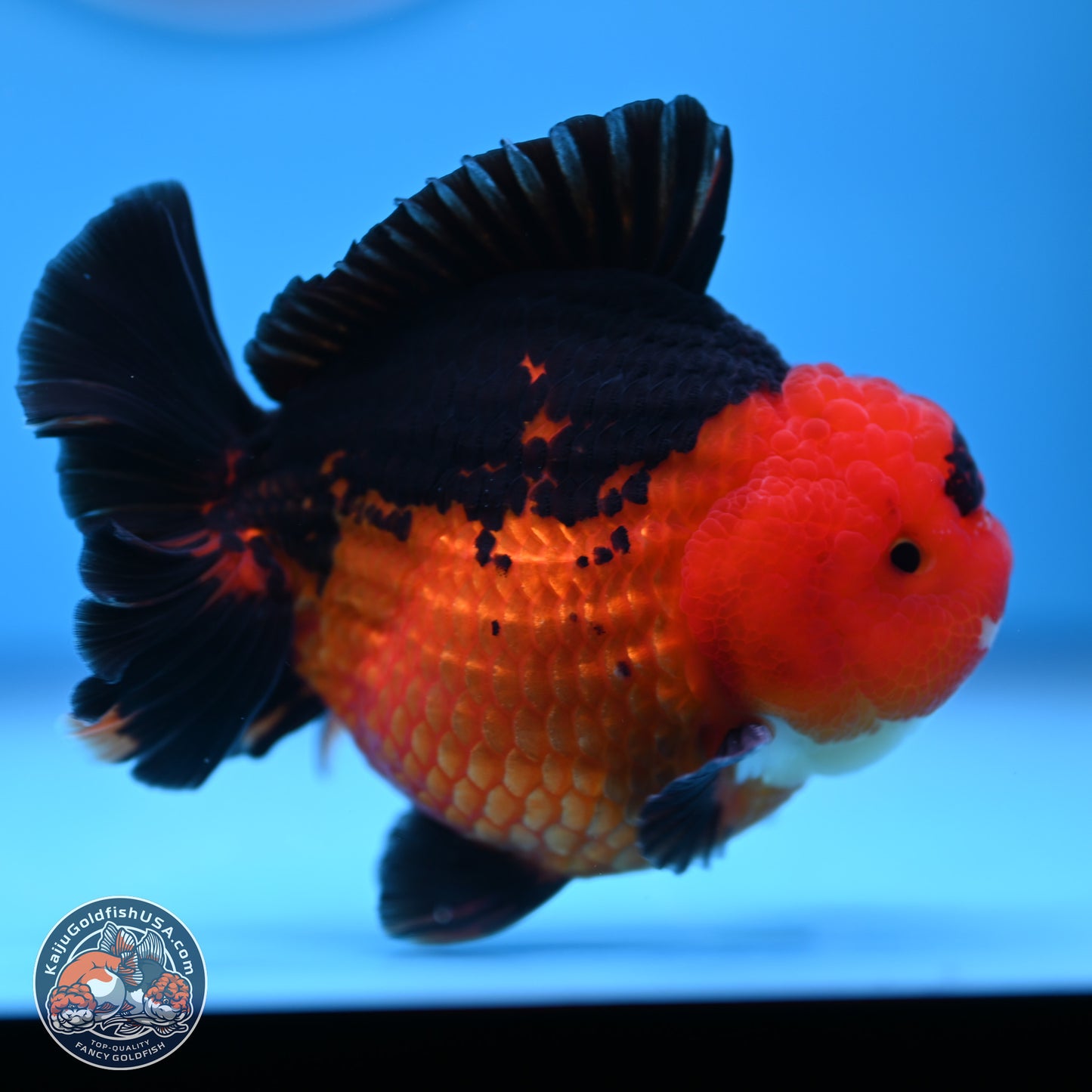 Apache YuanBao Oranda 4 inches (241018_OR13) - Kaiju Goldfish USA