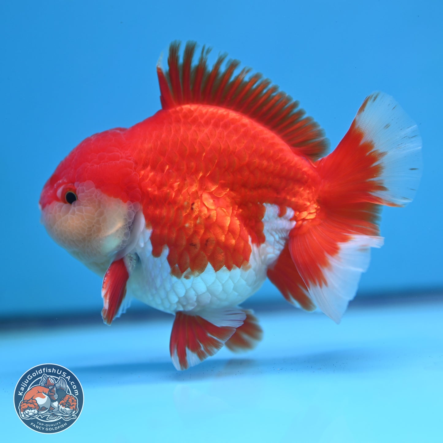 Batik Scale Red White Oranda 3.5 inches Body - Male (250307_OR13)