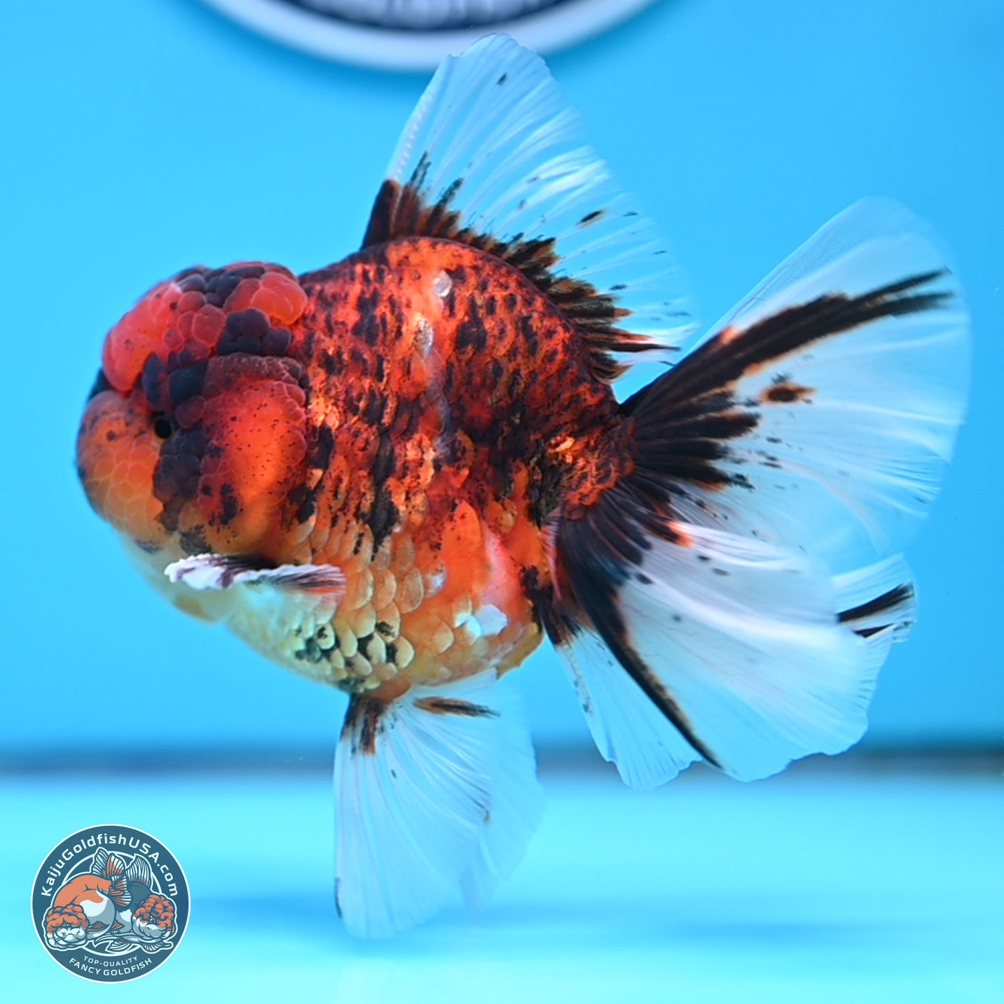 Tiger Rose Tail Oranda 3.5 inches Body - Male (250314_OR13)