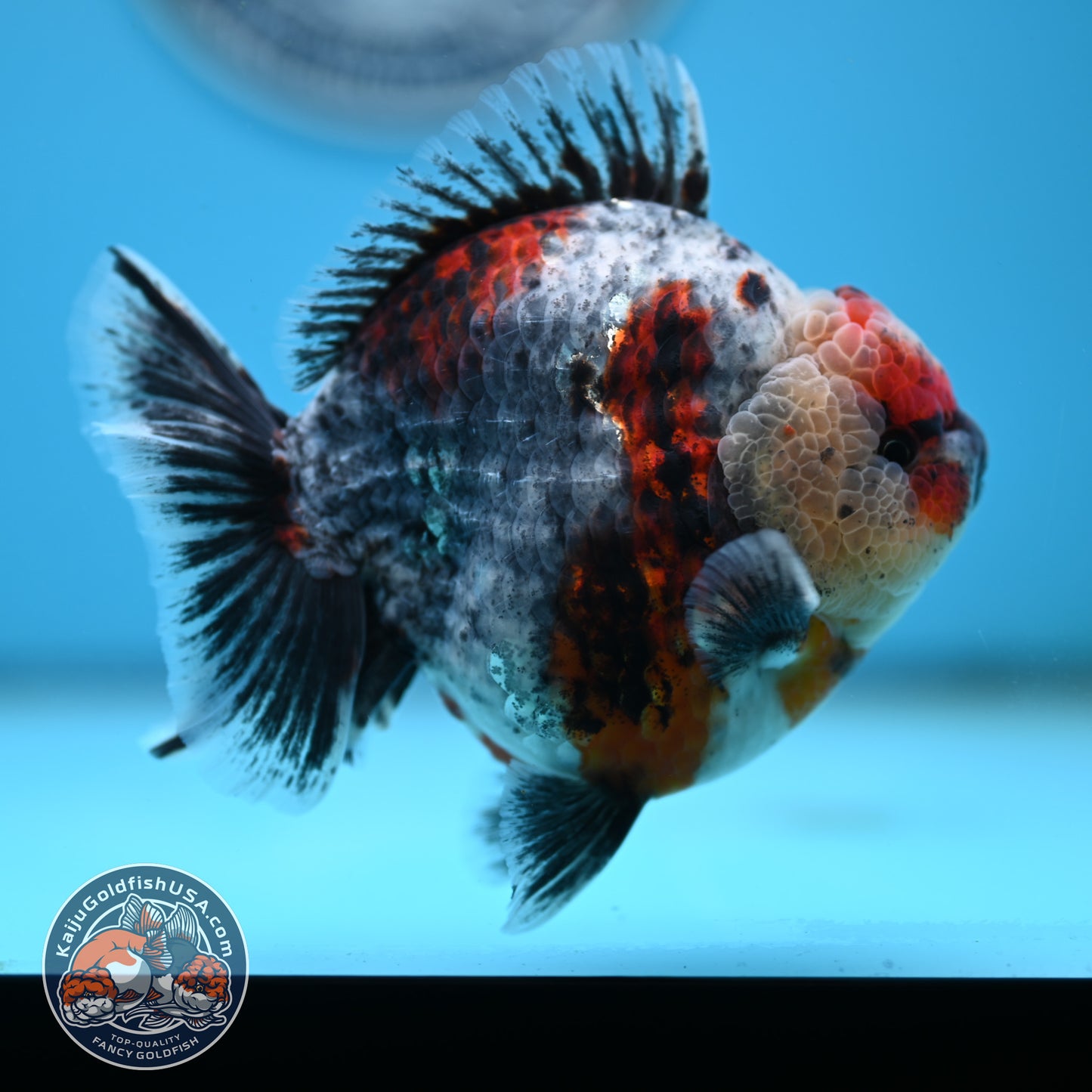 Blue Based Oranda 4 inches Body (250516_OR13)