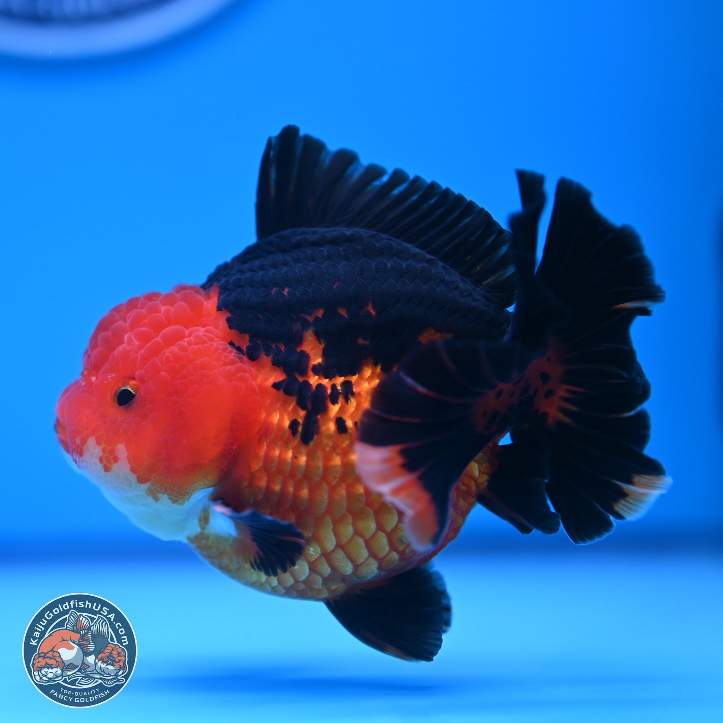 Apache YuanBao Oranda 4 inches (241018_OR13) - Kaiju Goldfish USA