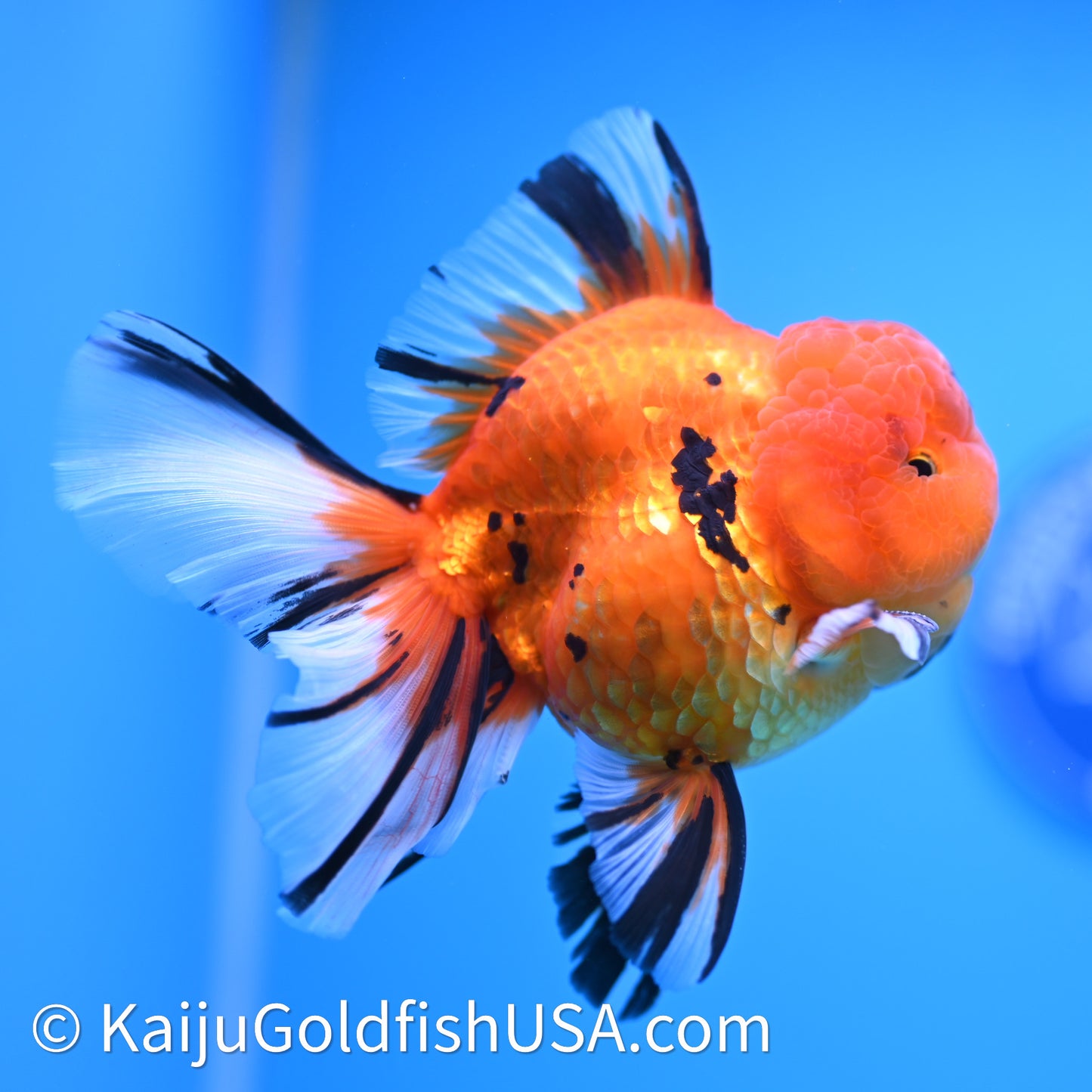 Tiger Rose Tail Oranda 3.8in Body (240628_OR13) - Kaiju Goldfish USA