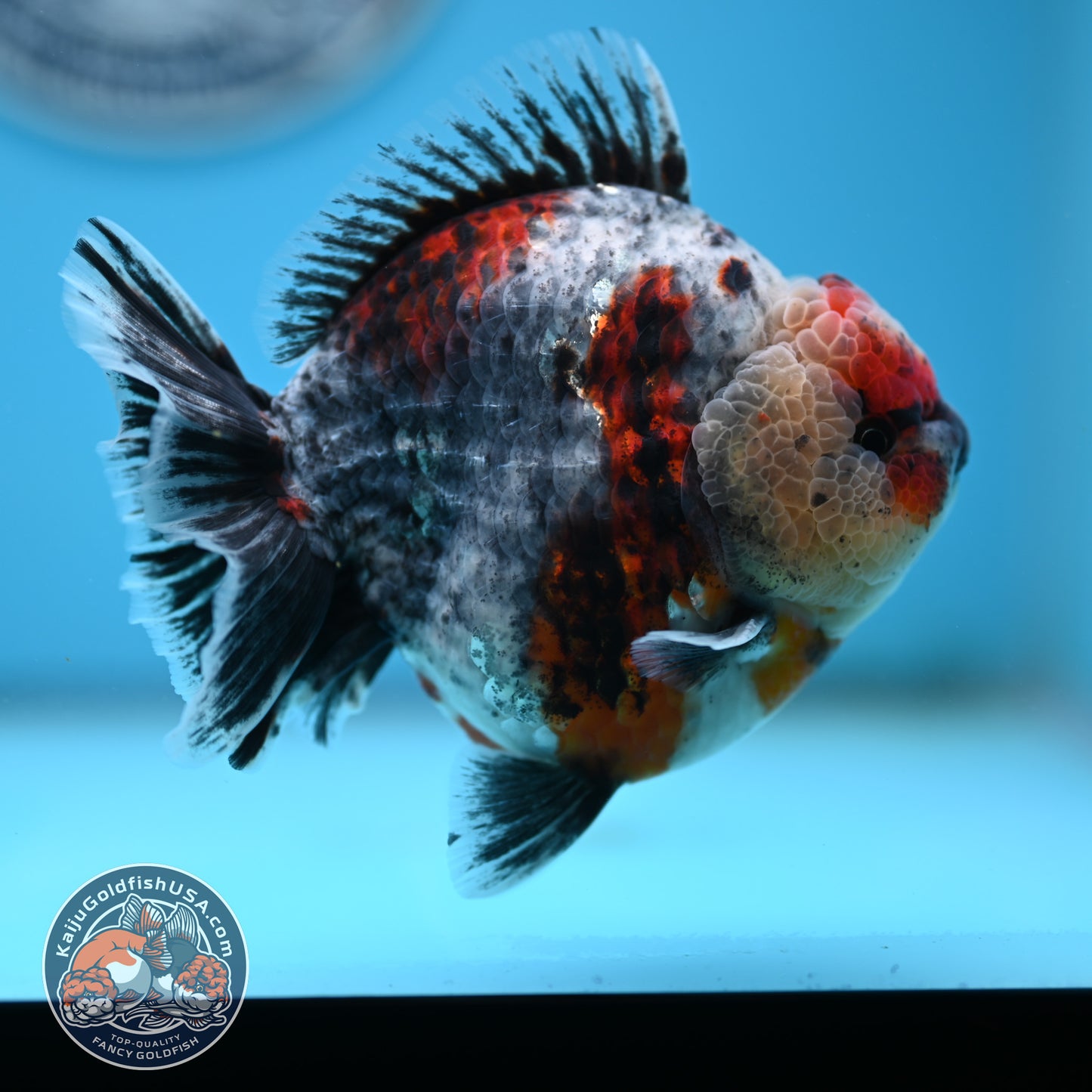 Blue Based Oranda 4 inches Body (250516_OR13)