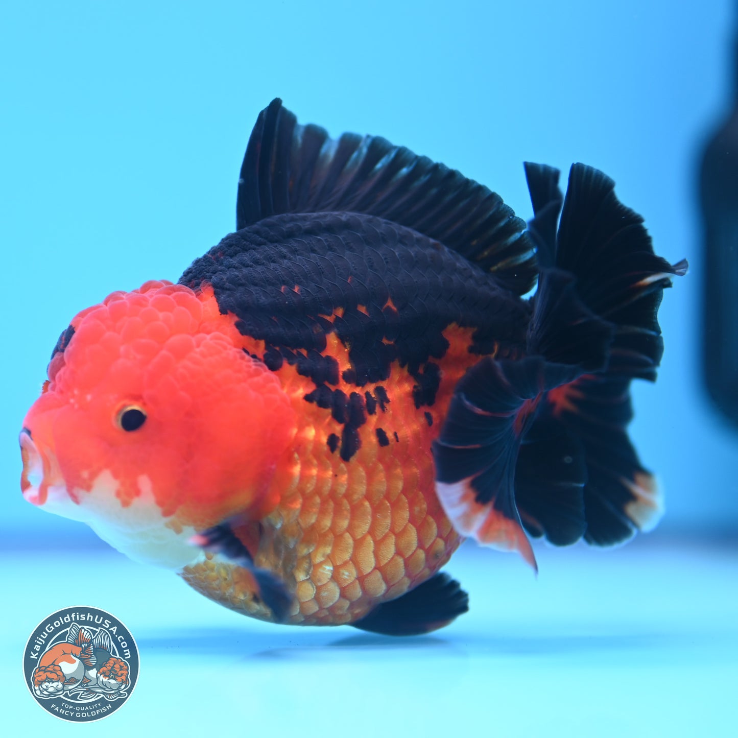 Apache YuanBao Oranda 4 inches (241018_OR13) - Kaiju Goldfish USA