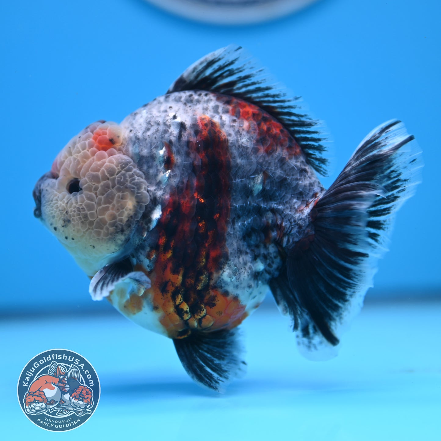 Blue Based Oranda 4 inches Body (250516_OR13)