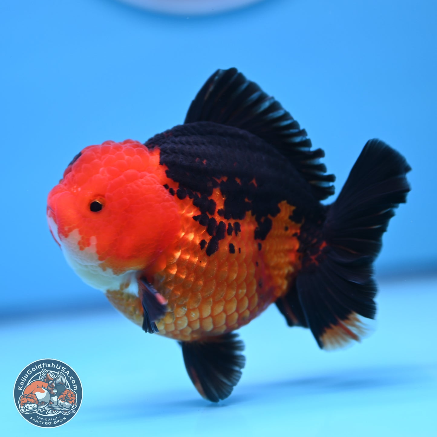 Apache YuanBao Oranda 4 inches (241018_OR13) - Kaiju Goldfish USA