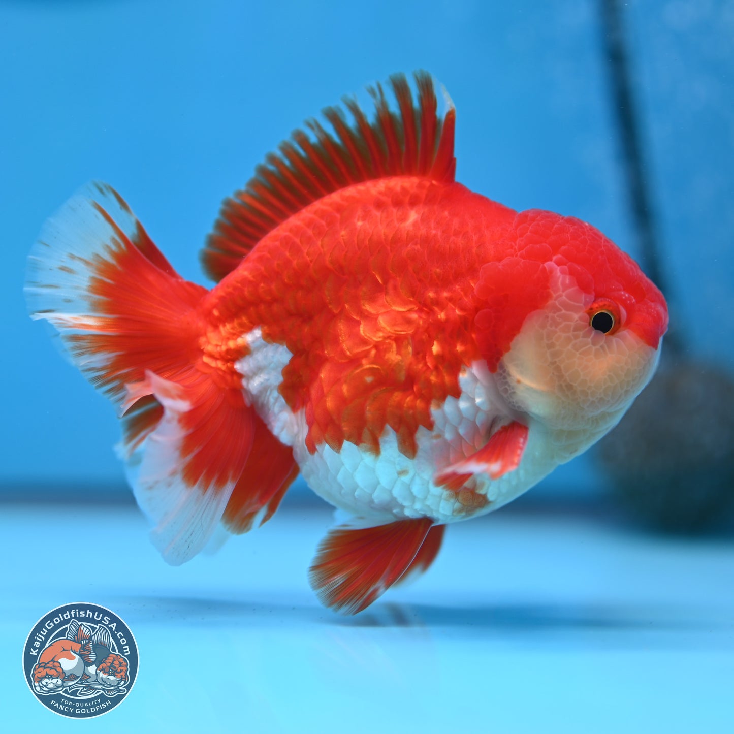 Batik Scale Red White Oranda 3.5 inches Body - Male (250307_OR13)