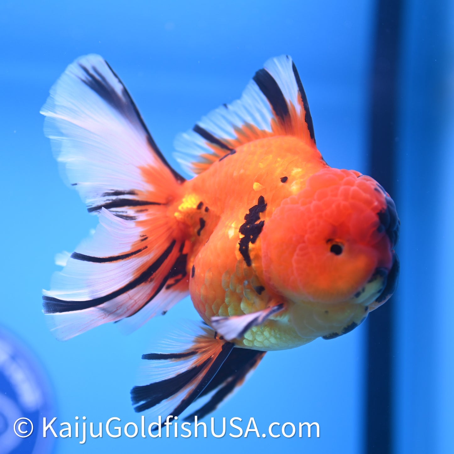 Tiger Rose Tail Oranda 3.8in Body (240628_OR13) - Kaiju Goldfish USA