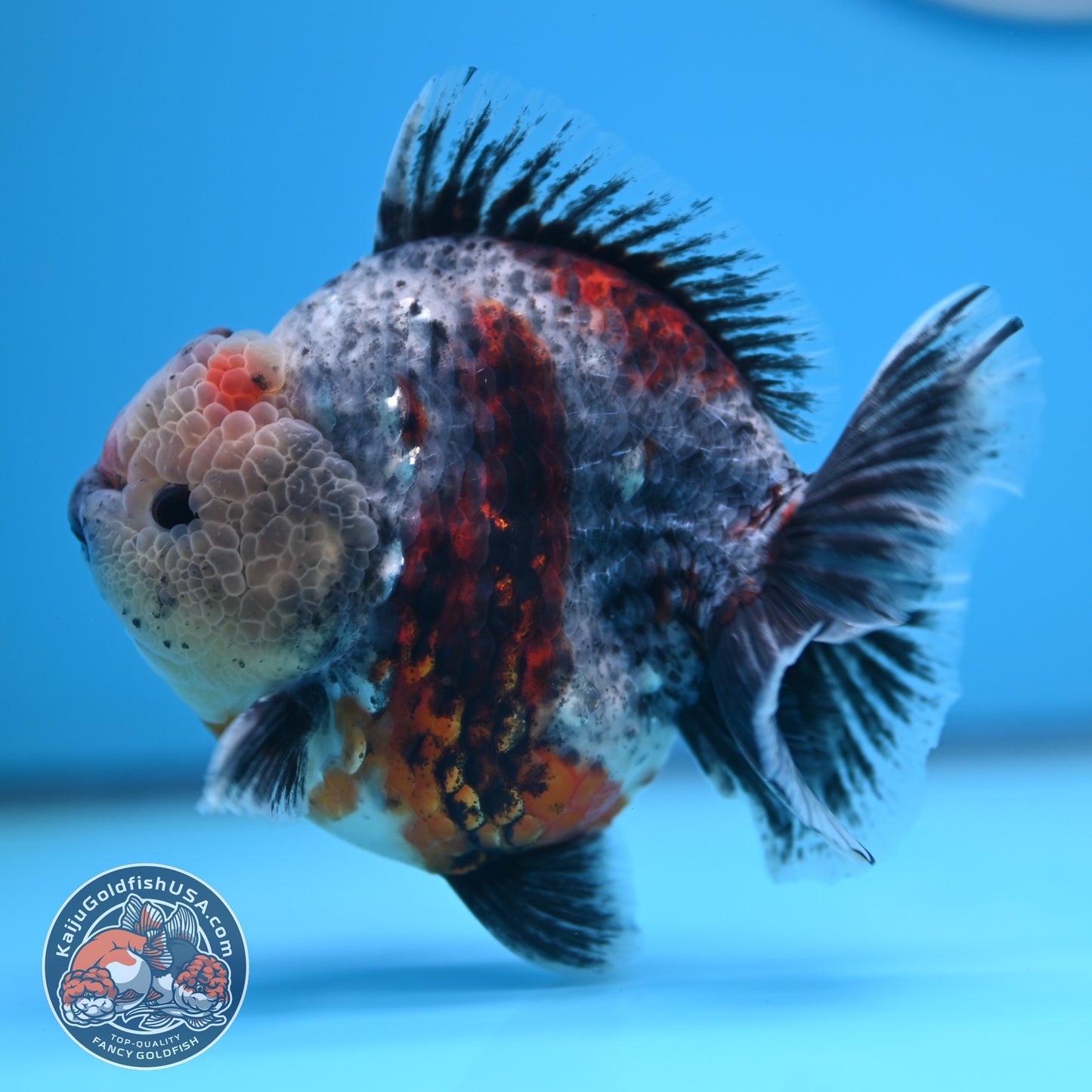 Blue Based Oranda 4 inches Body (250516_OR13)
