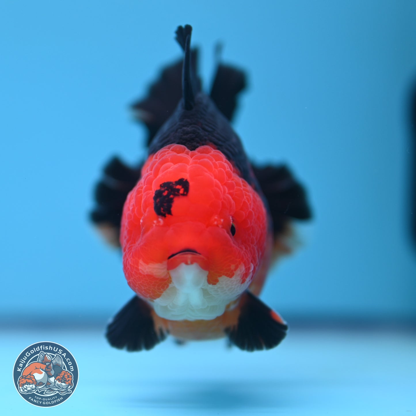 Apache YuanBao Oranda 4 inches (241018_OR13) - Kaiju Goldfish USA