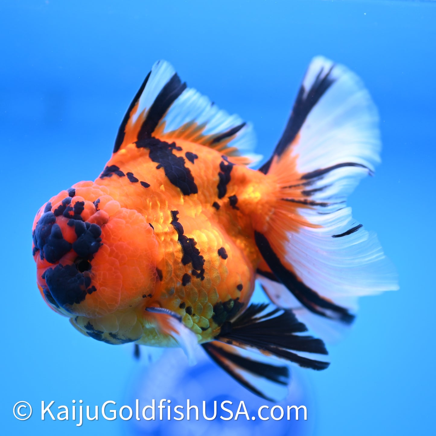 Tiger Rose Tail Oranda 3.8in Body (240628_OR13) - Kaiju Goldfish USA