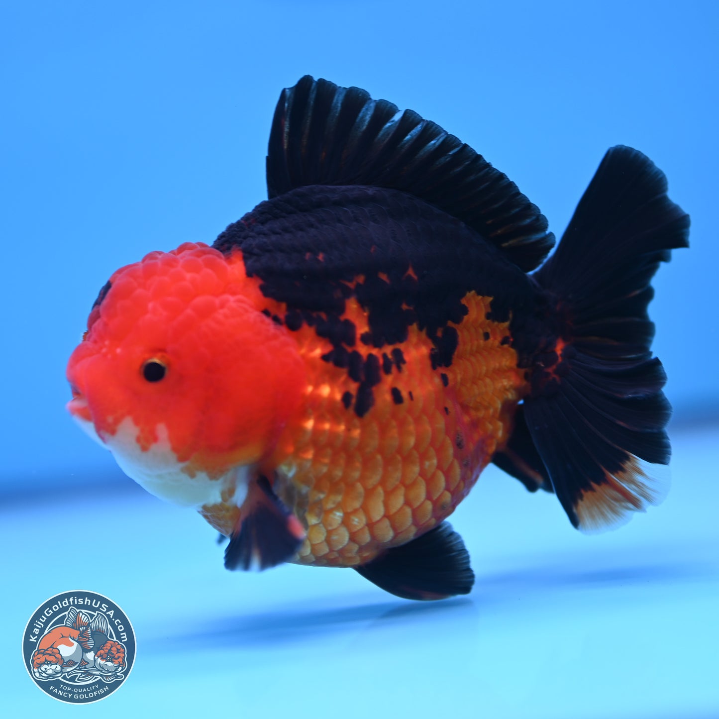 Apache YuanBao Oranda 4 inches (241018_OR13) - Kaiju Goldfish USA