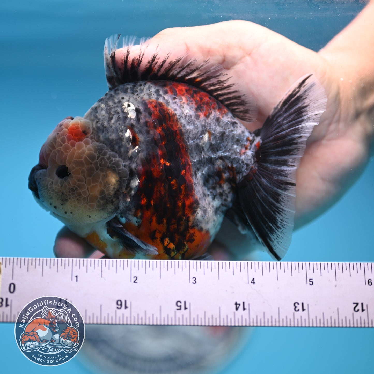 Blue Based Oranda 4 inches Body (250516_OR13)