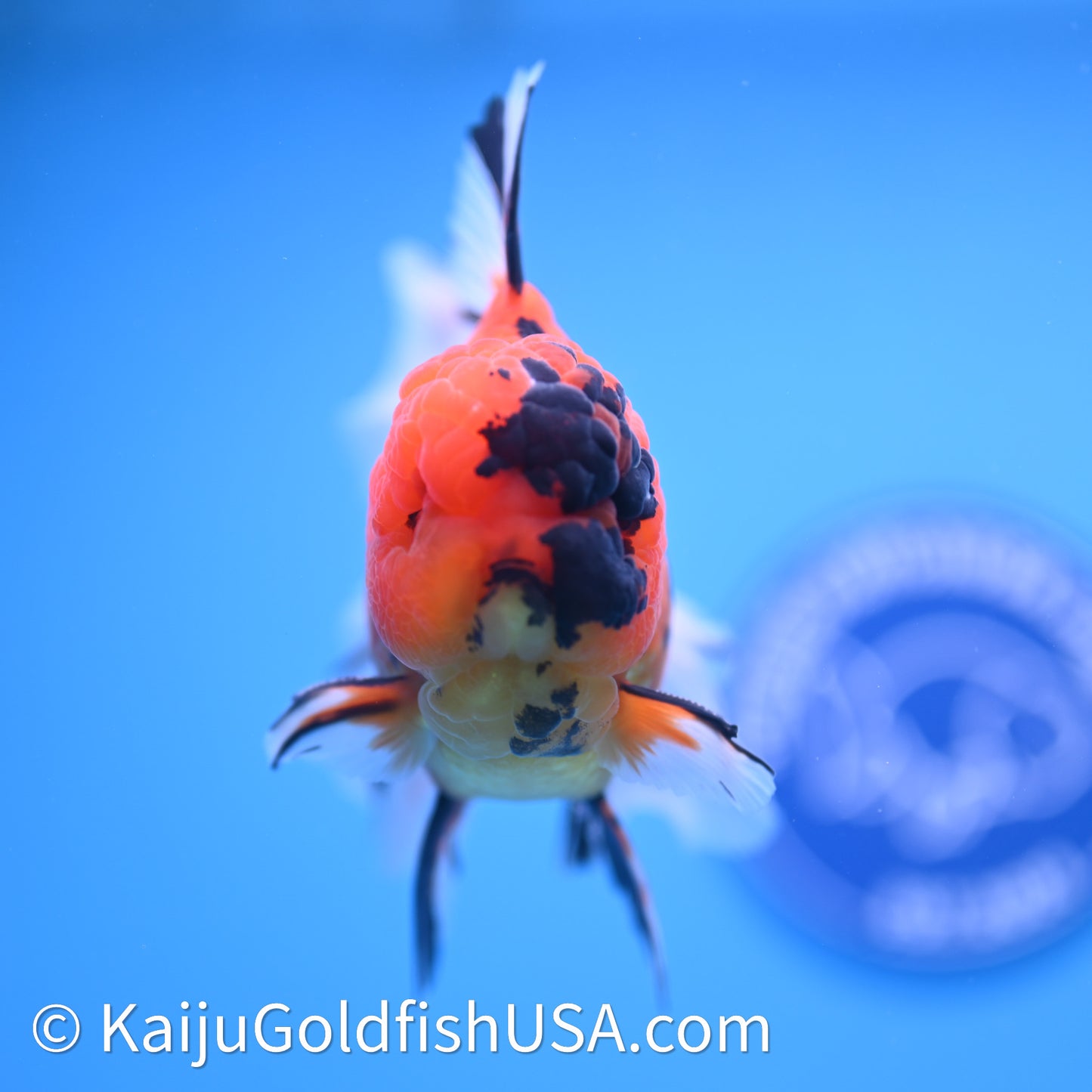 Tiger Rose Tail Oranda 3.8in Body (240628_OR13) - Kaiju Goldfish USA