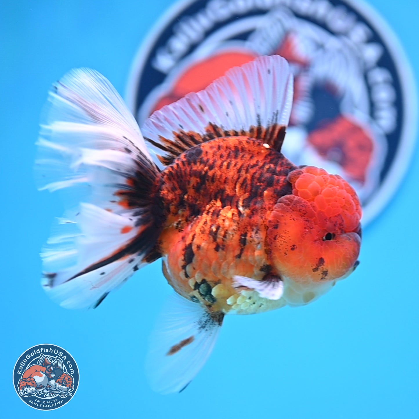 Tiger Rose Tail Oranda 3.5 inches Body - Male (250314_OR13)