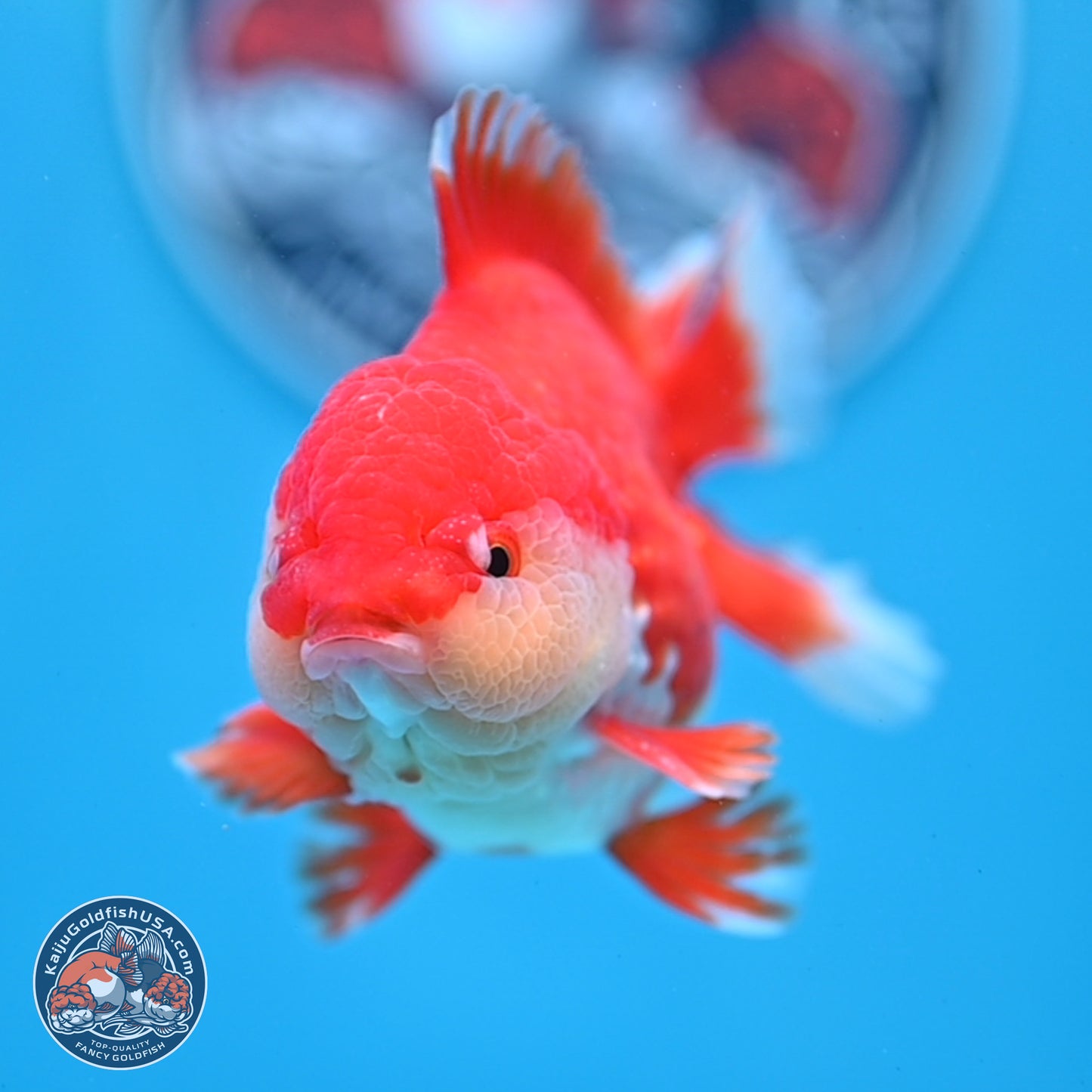 Batik Scale Red White Oranda 3.5 inches Body - Male (250307_OR13)