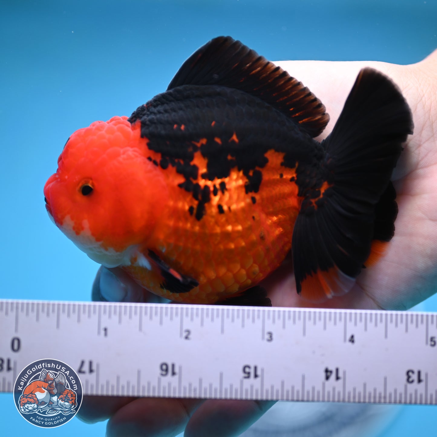 Apache YuanBao Oranda 4 inches (241018_OR13) - Kaiju Goldfish USA