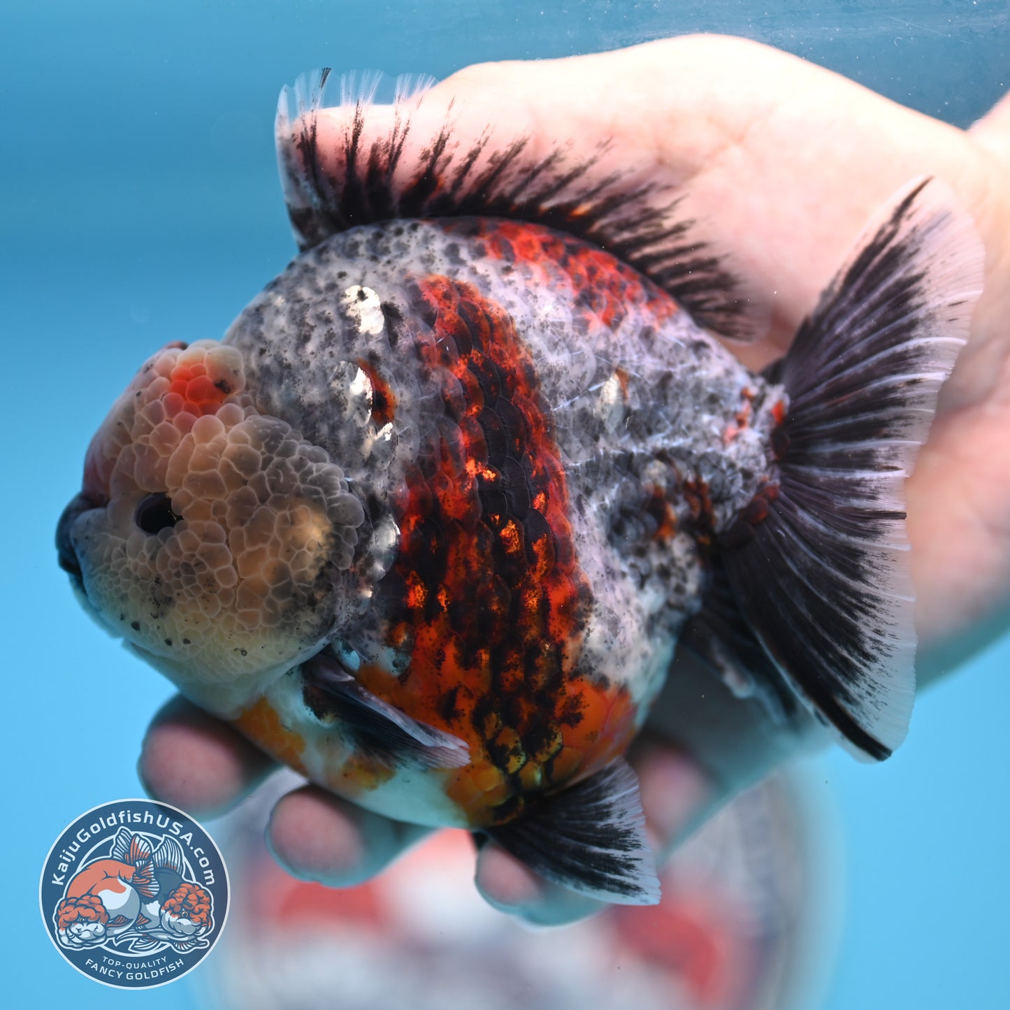 Blue Based Oranda 4 inches Body (250516_OR13)