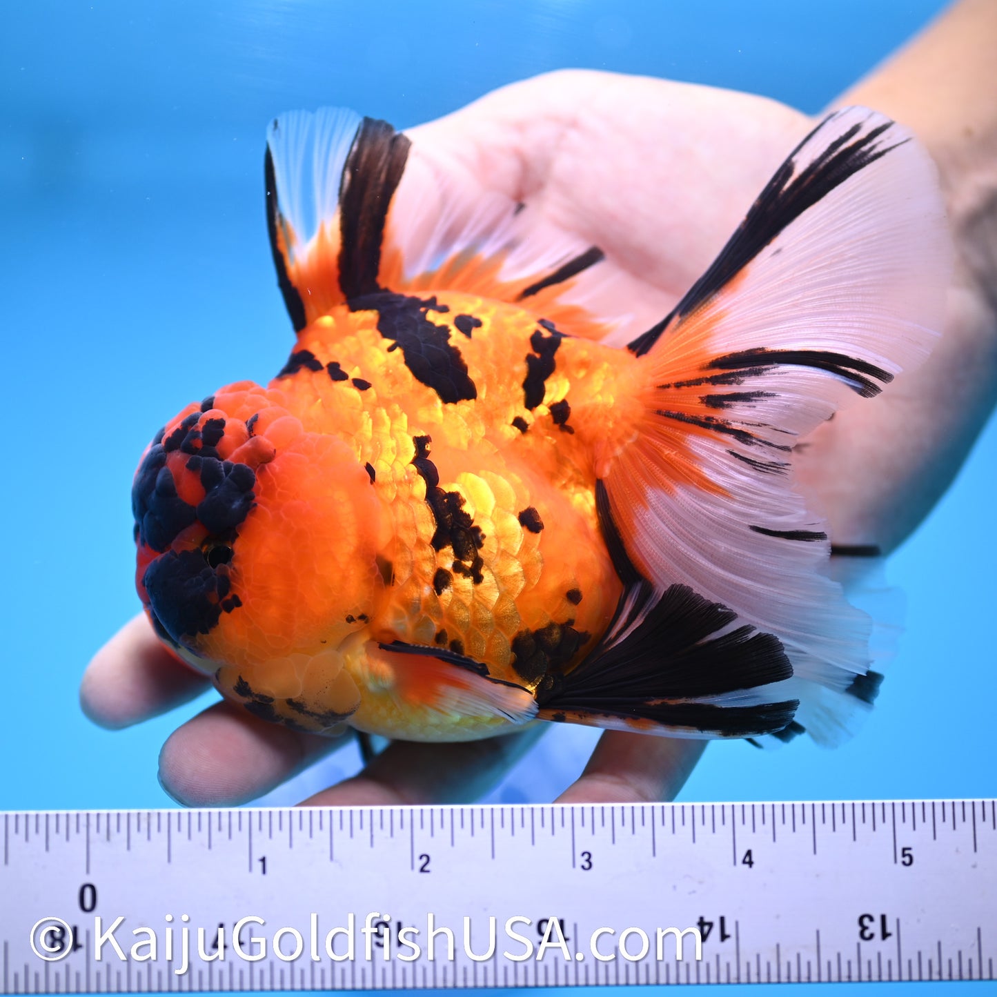 Tiger Rose Tail Oranda 3.8in Body (240628_OR13) - Kaiju Goldfish USA