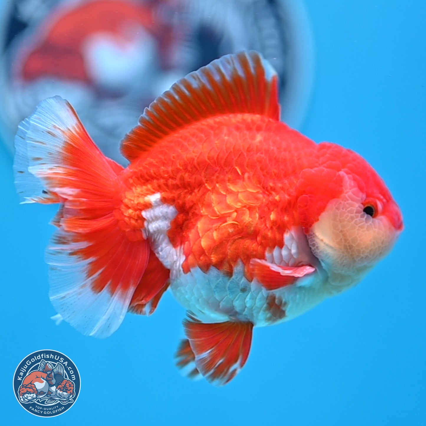 Batik Scale Red White Oranda 3.5 inches Body - Male (250307_OR13)