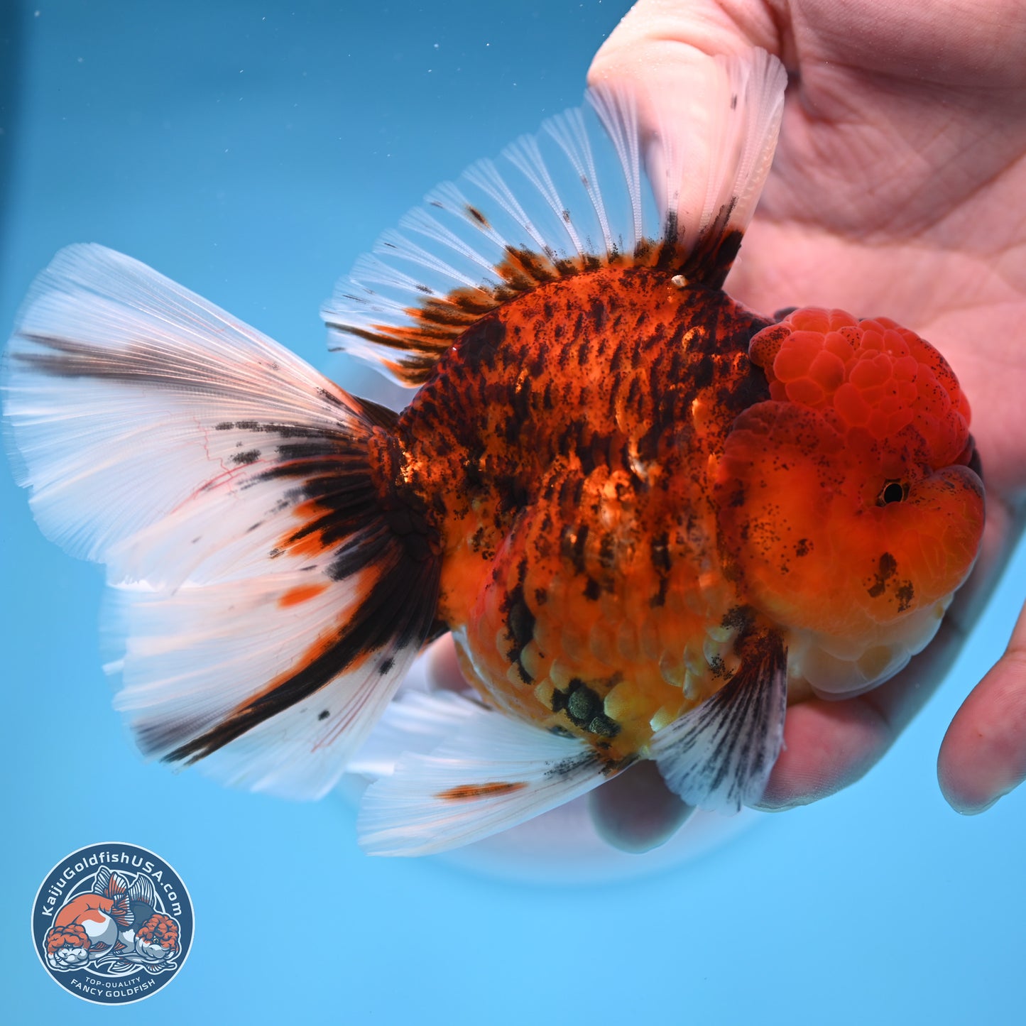 Tiger Rose Tail Oranda 3.5 inches Body - Male (250314_OR13)