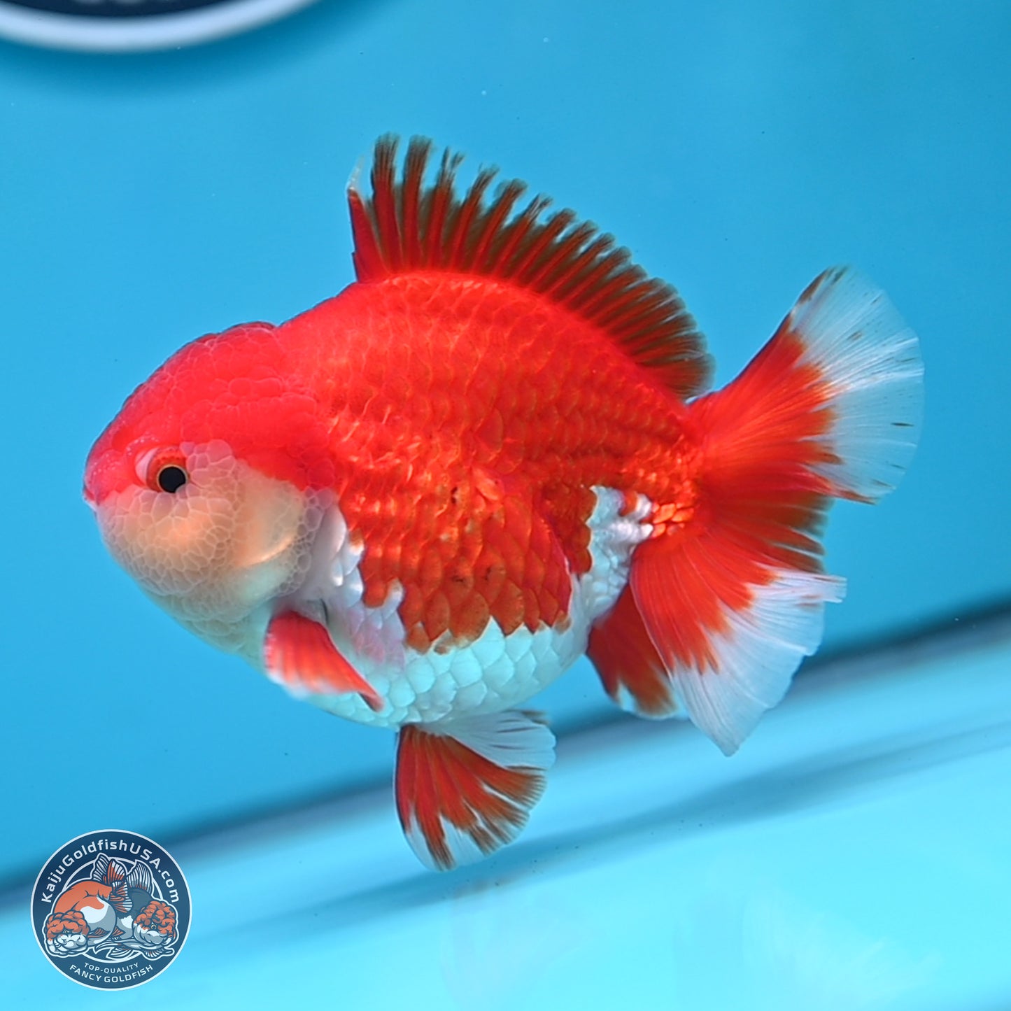 Batik Scale Red White Oranda 3.5 inches Body - Male (250307_OR13)