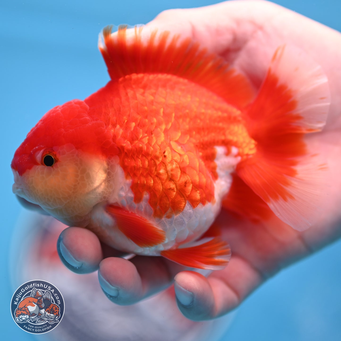 Batik Scale Red White Oranda 3.5 inches Body - Male (250307_OR13)