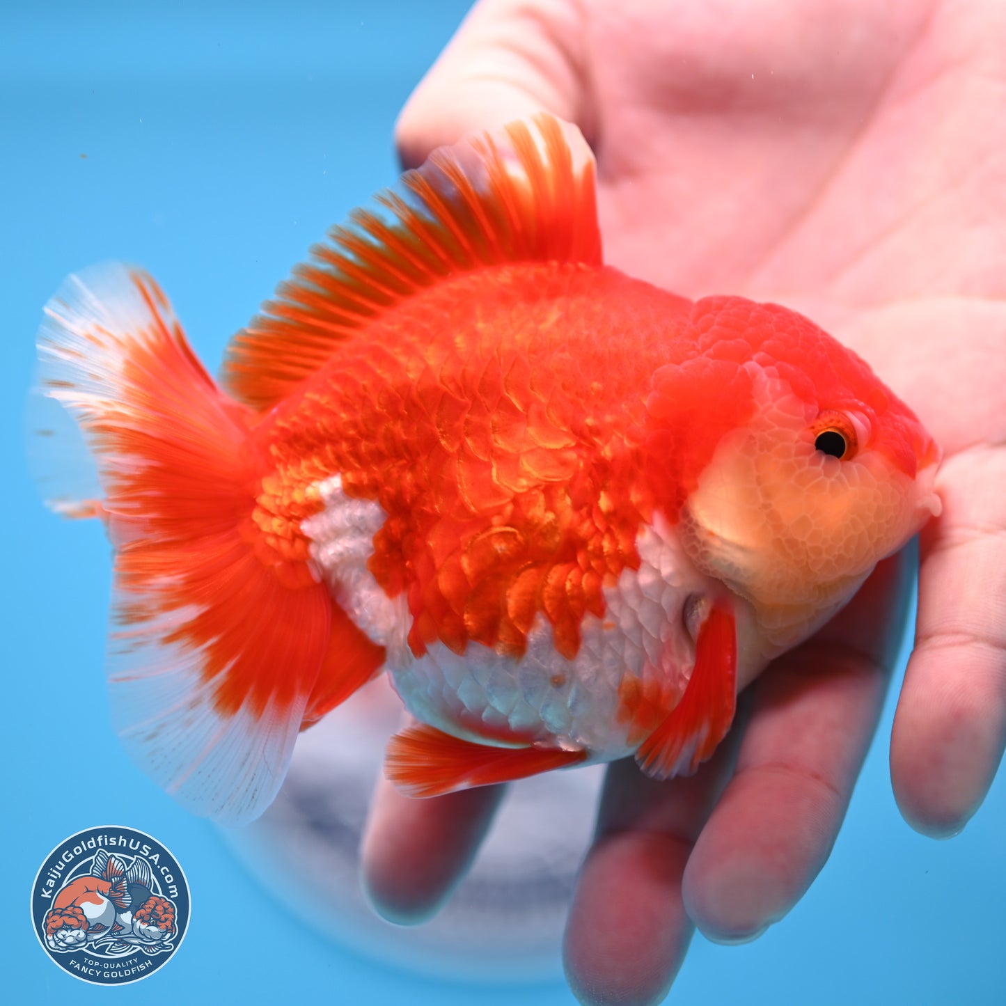 Batik Scale Red White Oranda 3.5 inches Body - Male (250307_OR13)