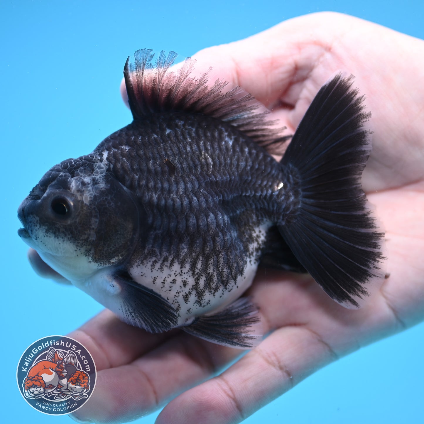 Shogun Blue Kirin Oranda 3.5 inch Body (250822_OR13)
