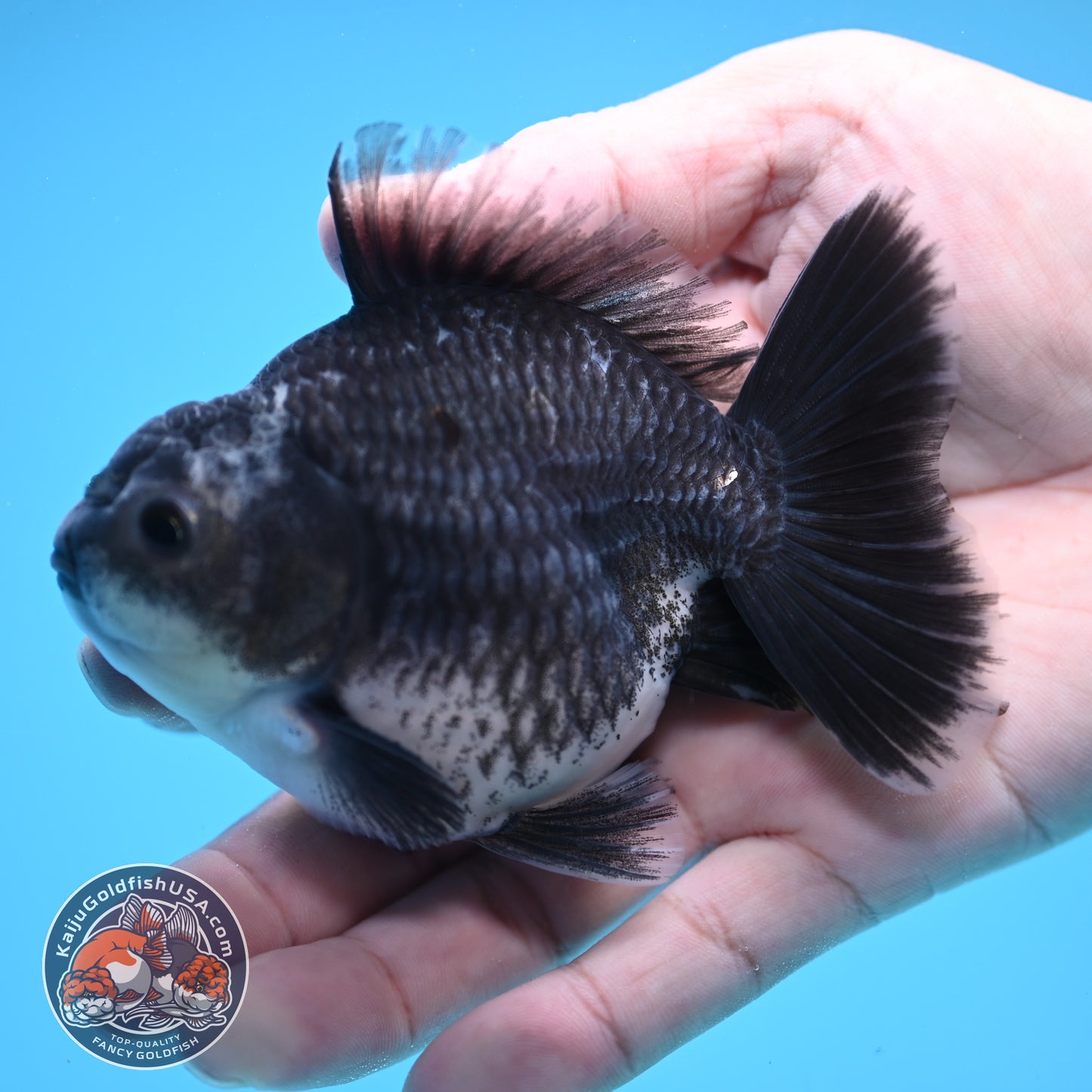 Shogun Blue Kirin Oranda 3.5 inch Body (250822_OR13)