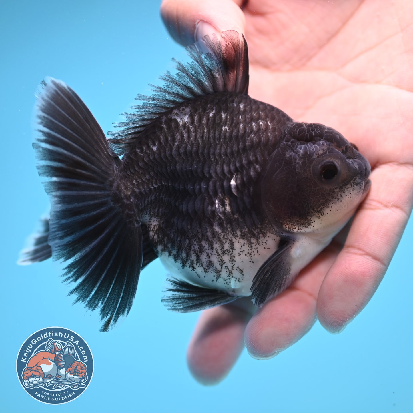 Shogun Blue Kirin Oranda 3.5 inch Body (250822_OR13)