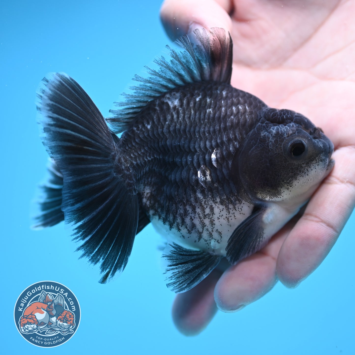 Shogun Blue Kirin Oranda 3.5 inch Body (250822_OR13)