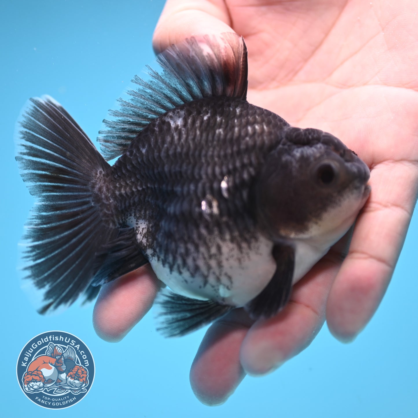 Shogun Blue Kirin Oranda 3.5 inch Body (250822_OR13)