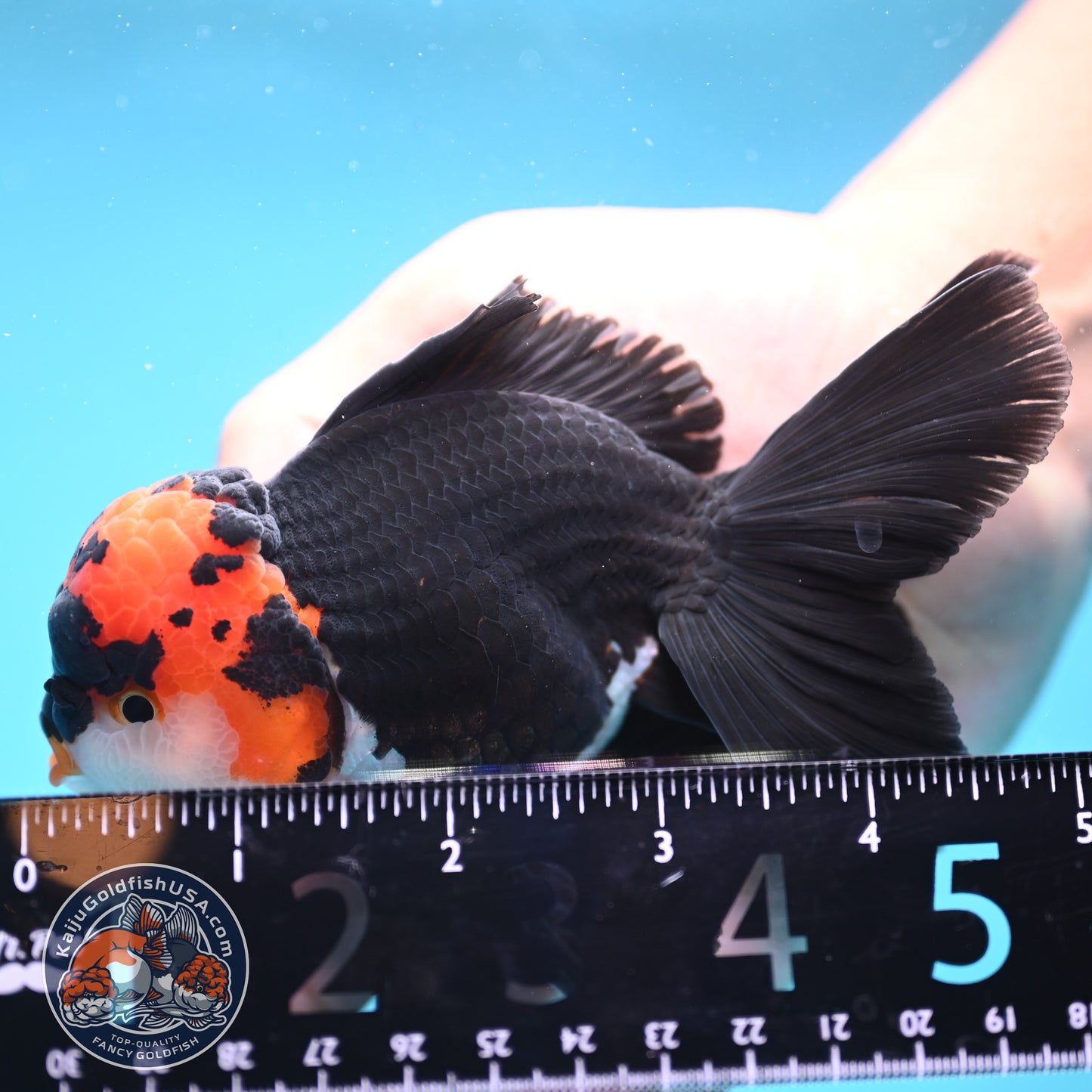 Tricolor Oranda 3.5 inch Body (250613_OR13)