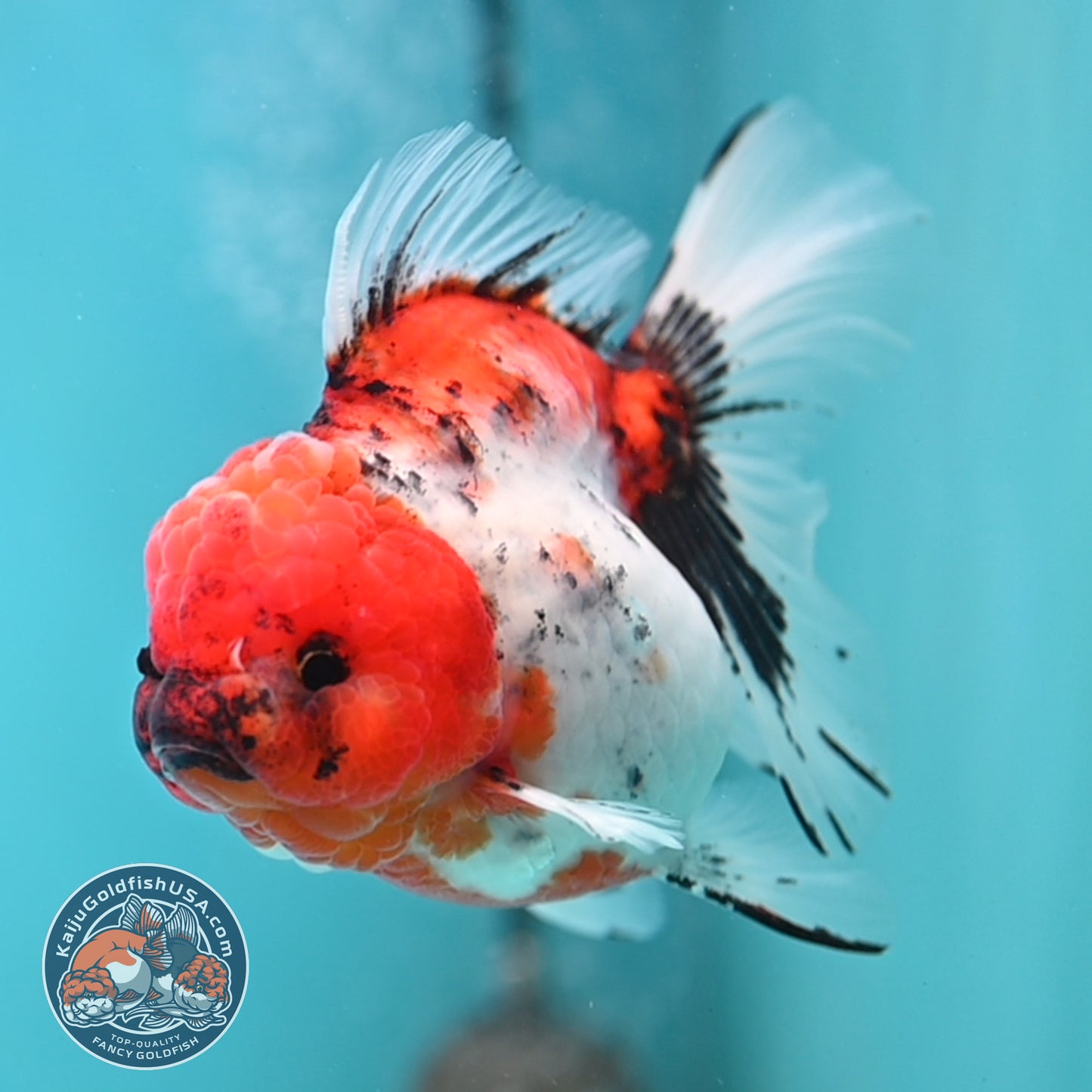 Tricolor Sakura Rose Tail Oranda 4 inches Body (250502_OR14)
