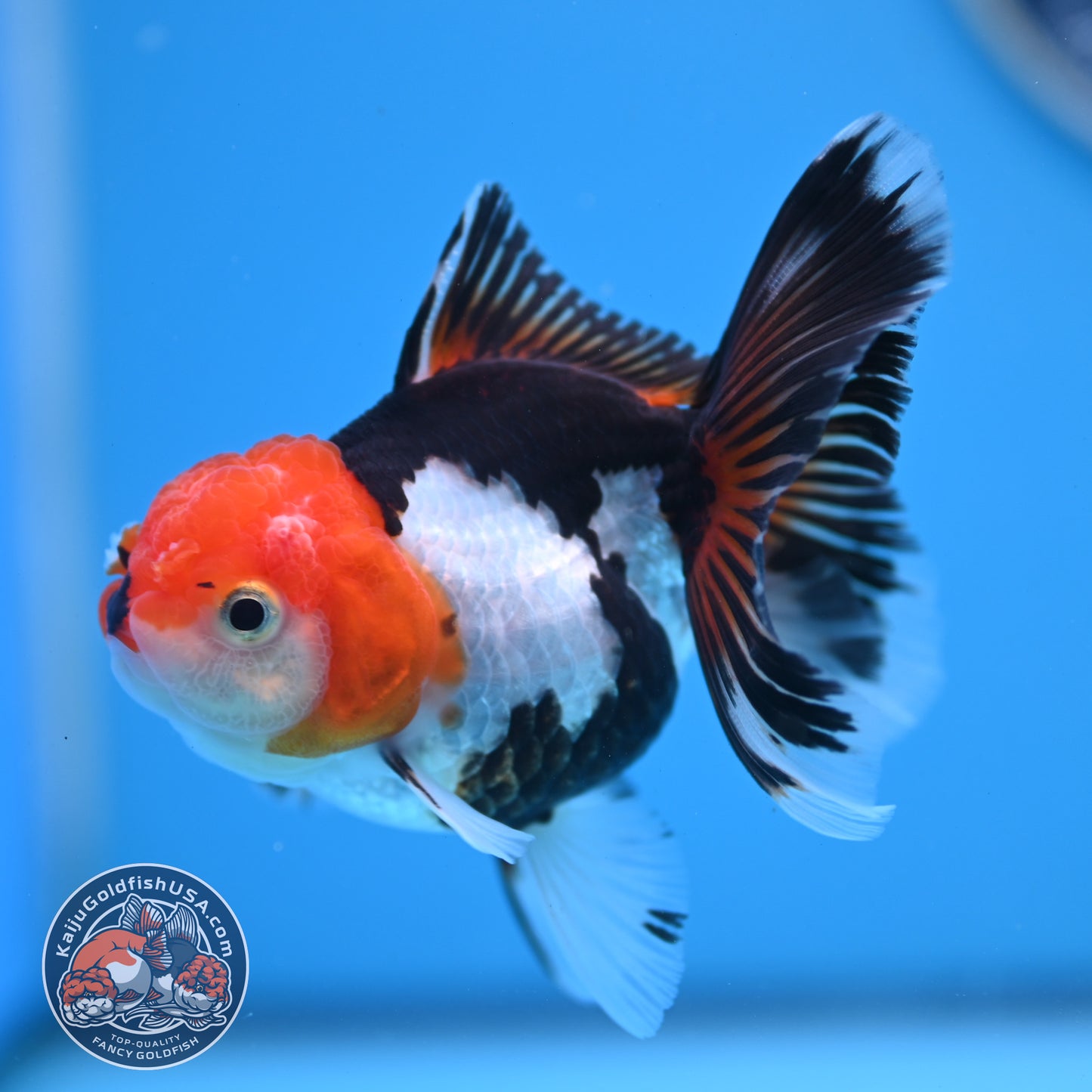 Tricolor Oranda 3 inches Body (250530_OR14)
