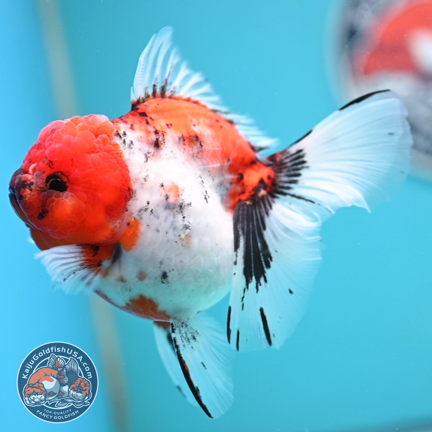 Tricolor Sakura Rose Tail Oranda 4 inches Body (250502_OR14)