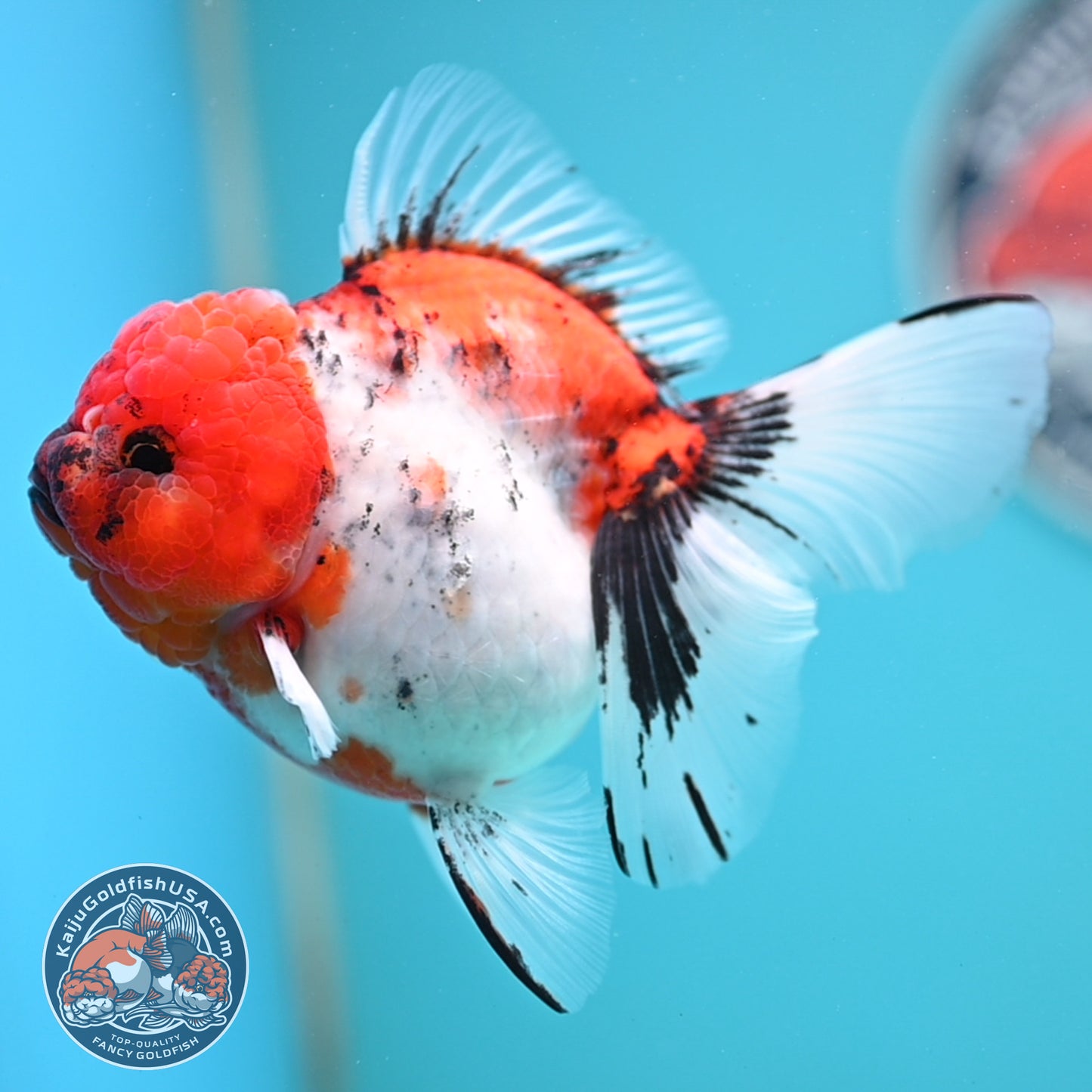 Tricolor Sakura Rose Tail Oranda 4 inches Body (250502_OR14)