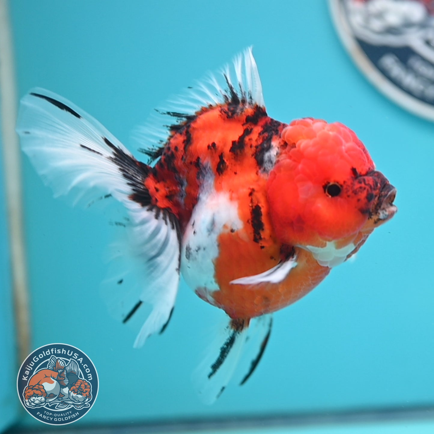 Tricolor Sakura Rose Tail Oranda 4 inches Body (250502_OR14)
