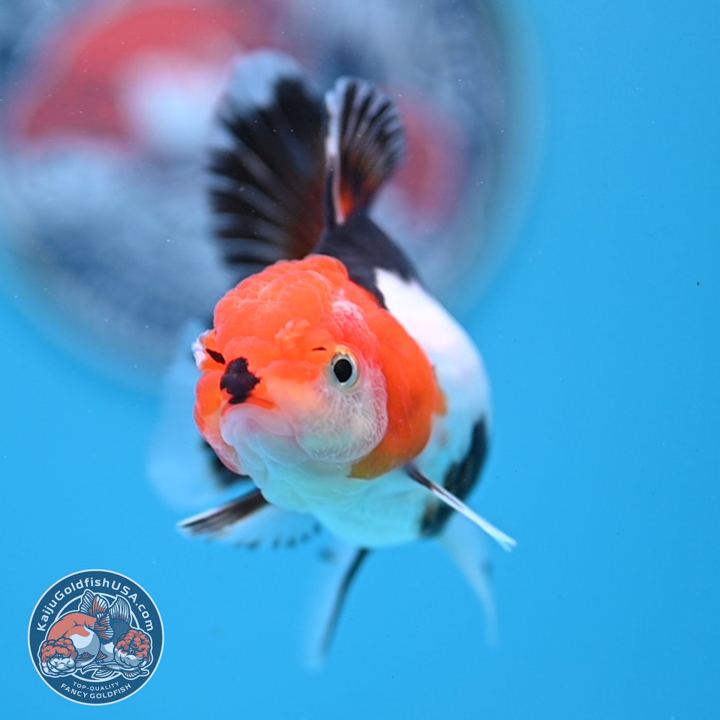 Tricolor Oranda 3 inches Body (250530_OR14)