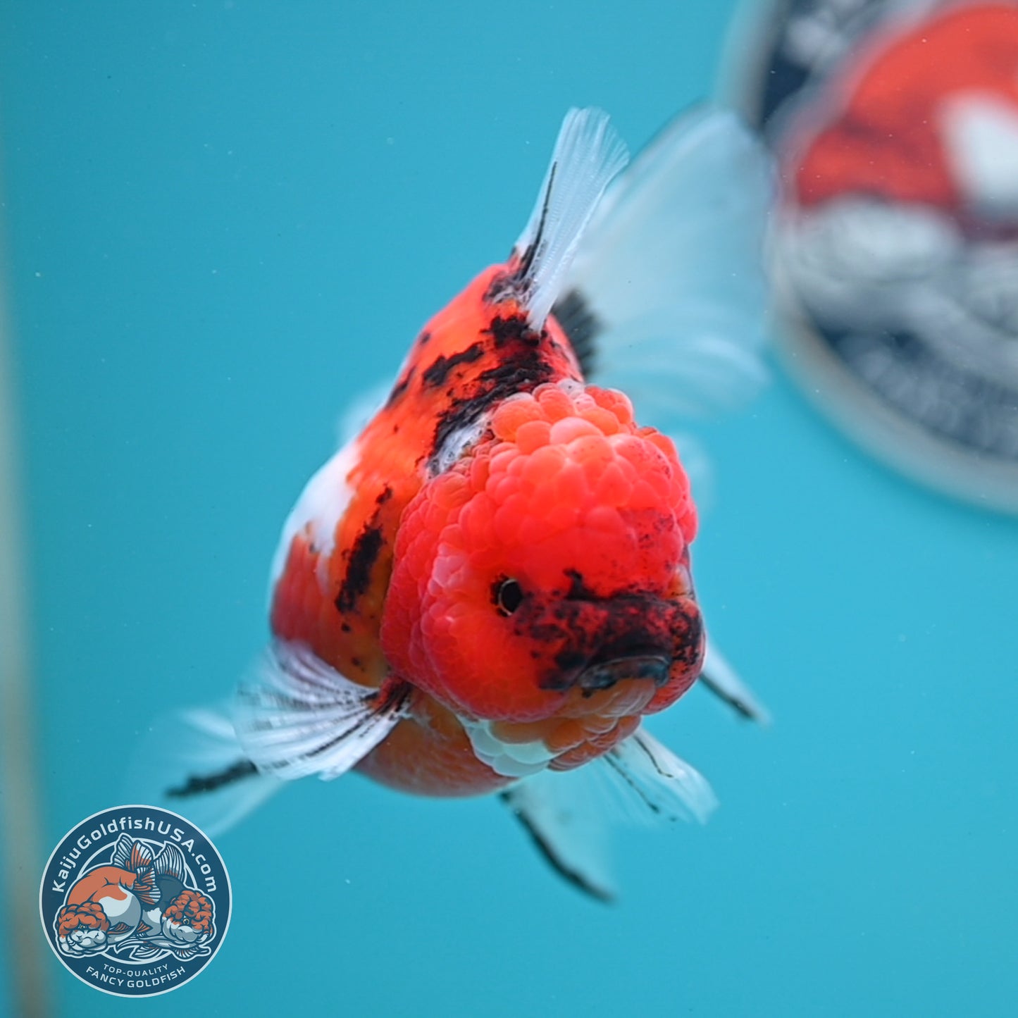 Tricolor Sakura Rose Tail Oranda 4 inches Body (250502_OR14)