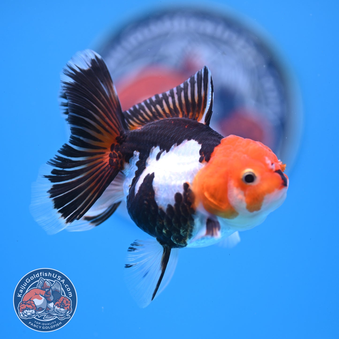Tricolor Oranda 3 inches Body (250530_OR14)