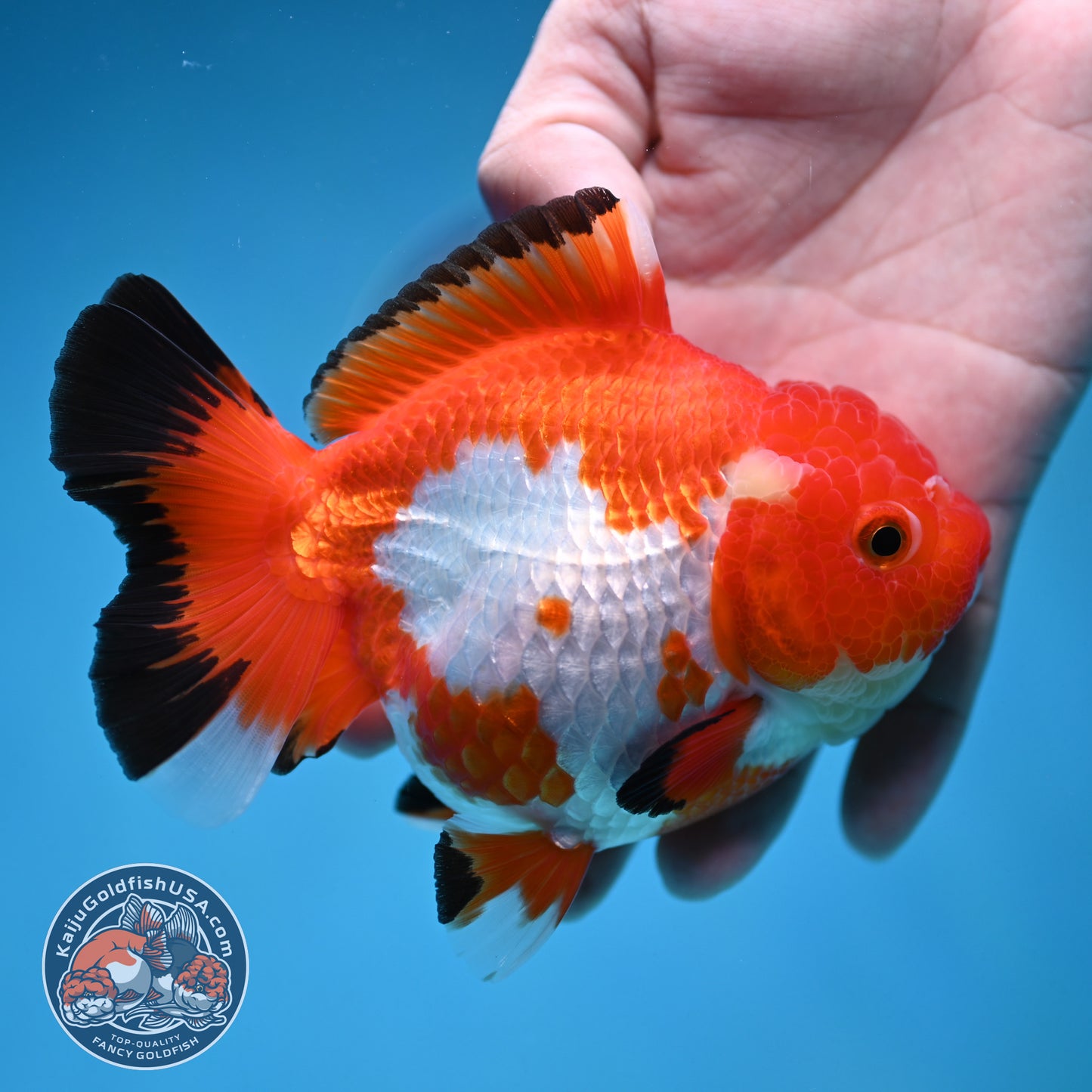 Red White Oranda 4.5 inch Body (250912_OR14)