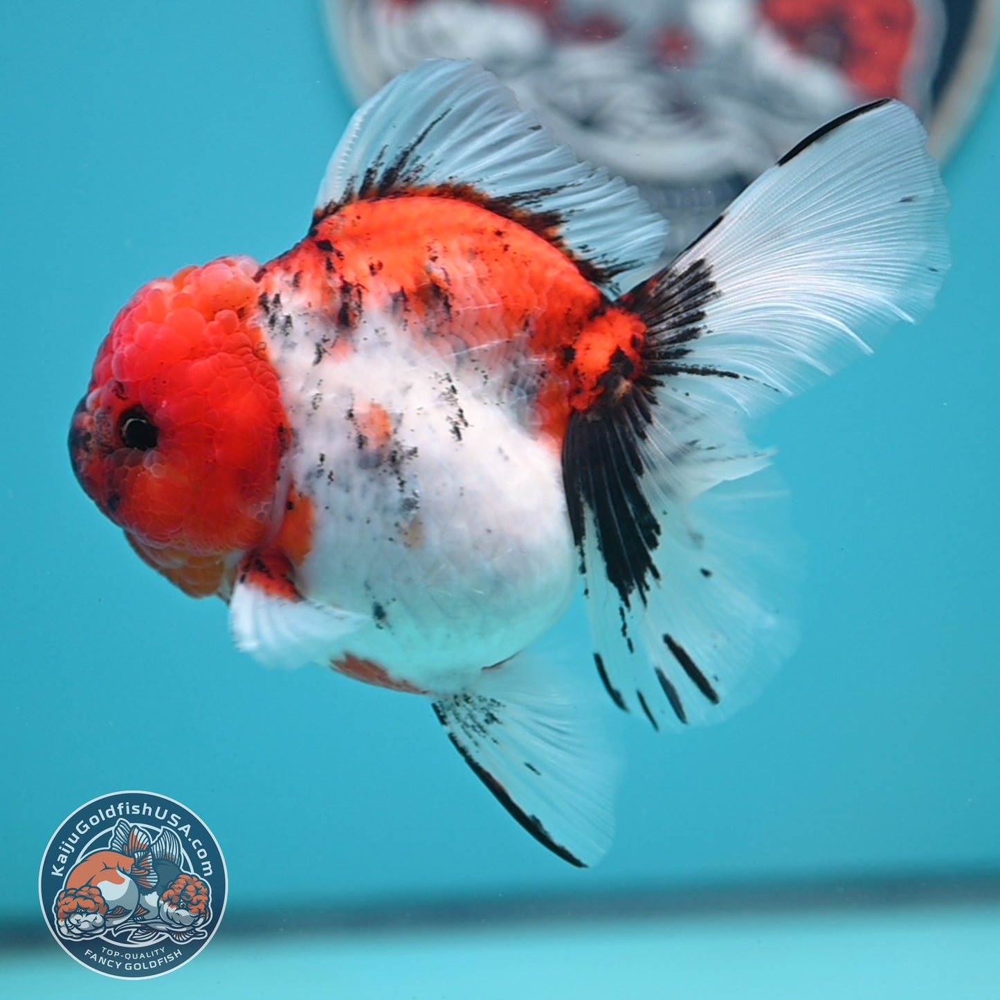 Tricolor Sakura Rose Tail Oranda 4 inches Body (250502_OR14)